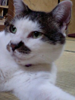 夜は涼しいなぁ