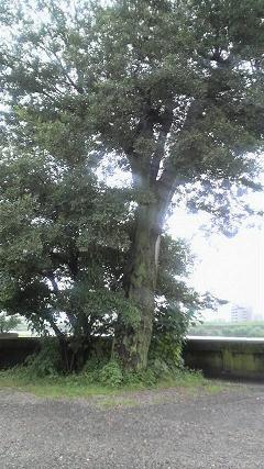 長良川沿いの木々♪.JPG