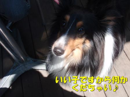 おねだりカミリ.jpg
