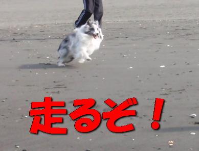 走る.jpg