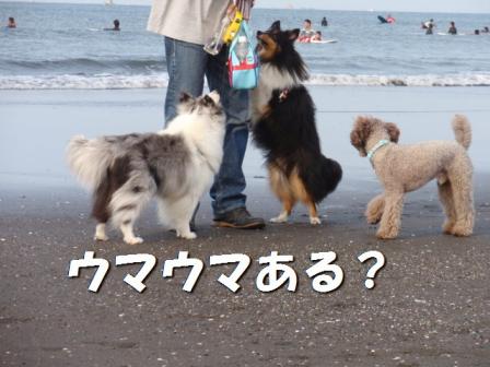 うまうま.jpg