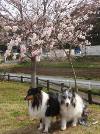 桜とアキカミ.jpg