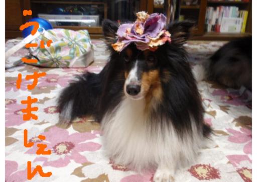 お花２.jpg