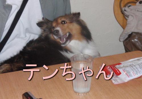 テンちゃん.jpg