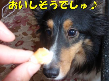 カミリ.jpg