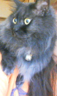 やっぱり母さんの肩がいい