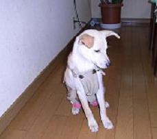 ナダちゃんオムツ中