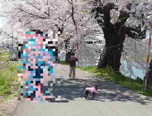 sakura2.jpg