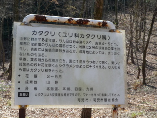 かたくりの説明
