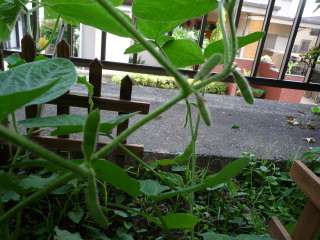 ぺらぺらな枝豆