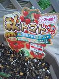 秋トマト
