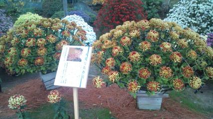 相楽園、菊花展珍しい菊