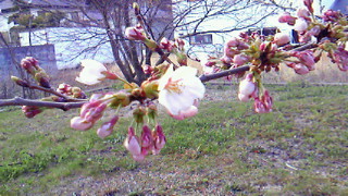 201104040817001.jpg