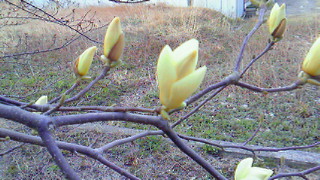 201104040815000.jpg