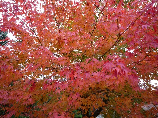 2009紅葉3.jpg