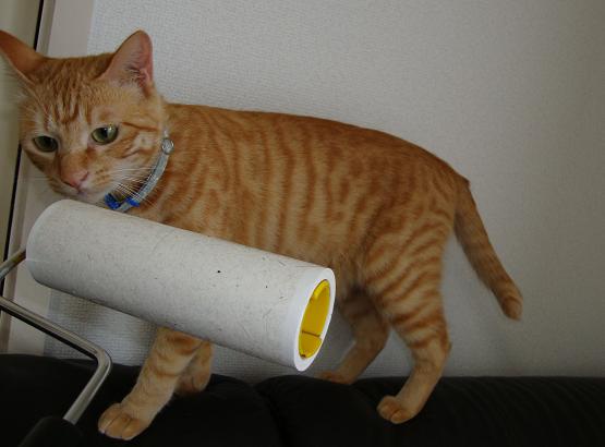 クルクルが嫌いな猫１
