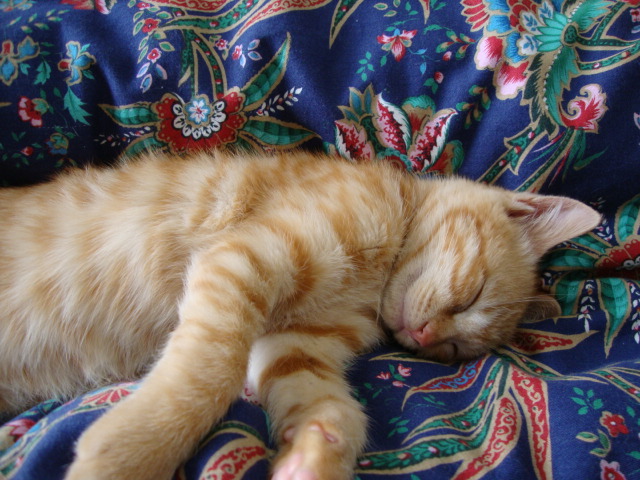 DSC00443.JPG