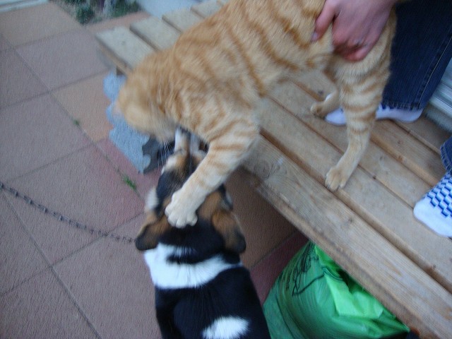 猫と犬