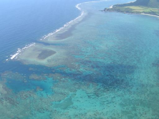 リーフの割れているように見えるところが「クチ」