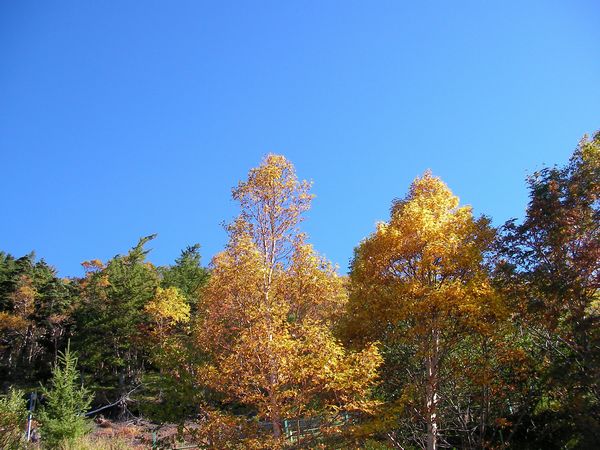 紅葉・・・もうちょいかな？