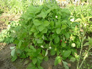 DSCF5294.JPG