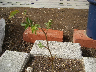 IMGP0050.JPG
