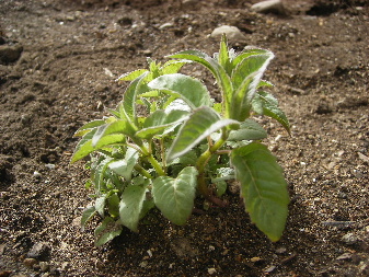 IMGP0051.JPG