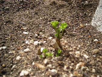 IMGP0053.JPG