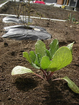 IMGP0056.JPG