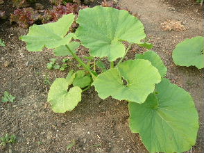 DSCF5045.JPG