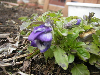 IMGP0235.JPG