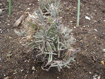 IMGP0243.JPG