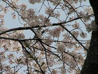 2006P4180023.JPG