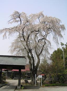 2006P4180043.JPG