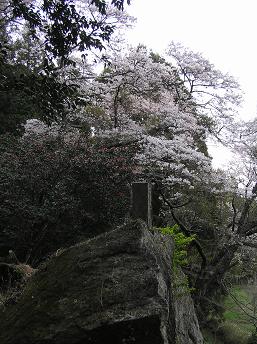 2006P4180068.JPG