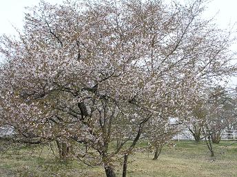 2006P4180084.JPG