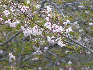 2006P4180088.JPG