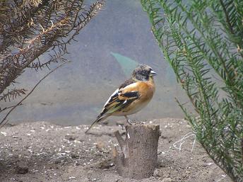 2006P5160274.JPG