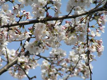 萱田地区公園－３