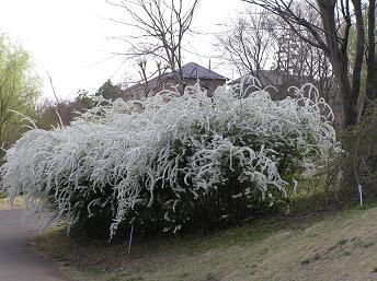 京成バラ園-27