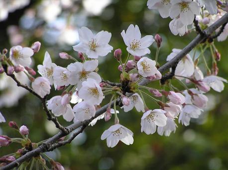 萱田地区公園－４