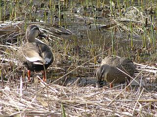 萱田地区公園－５