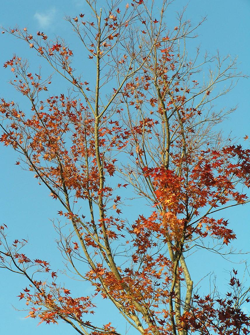 もみじ谷の紅葉－１