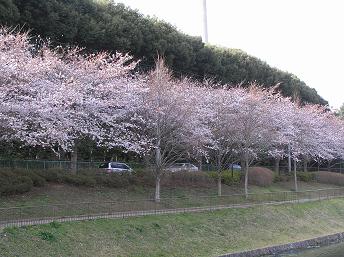 萱田地区公園－６