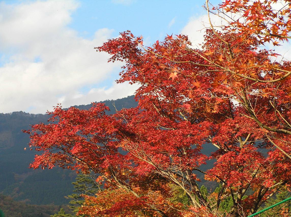 もみじ谷の紅葉－２