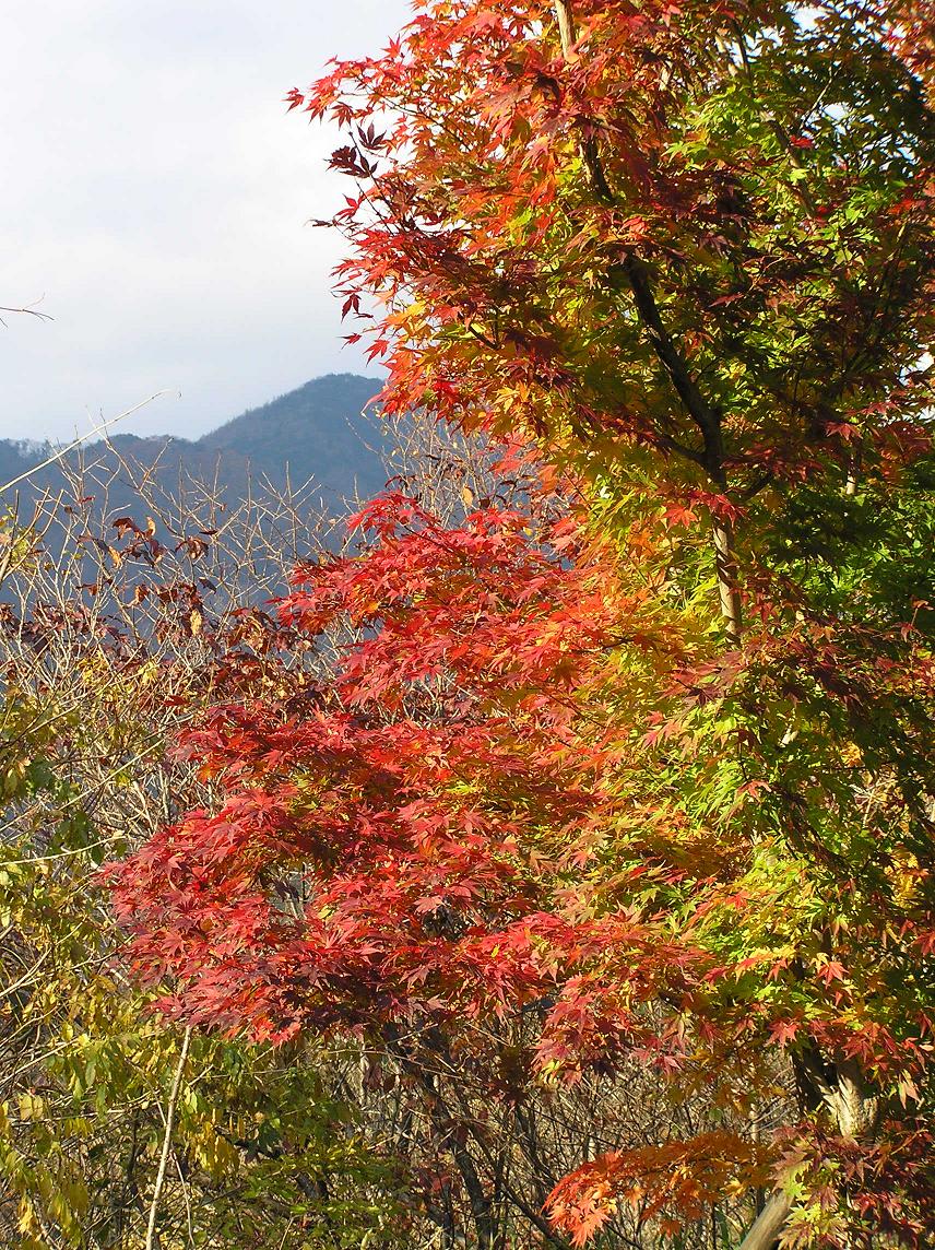 もみじ谷の紅葉－３