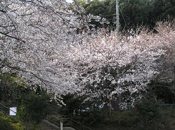 萱田地区公園－７