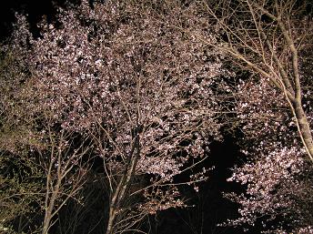 2006P4180202.JPG