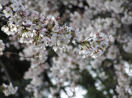 萱田地区公園－８