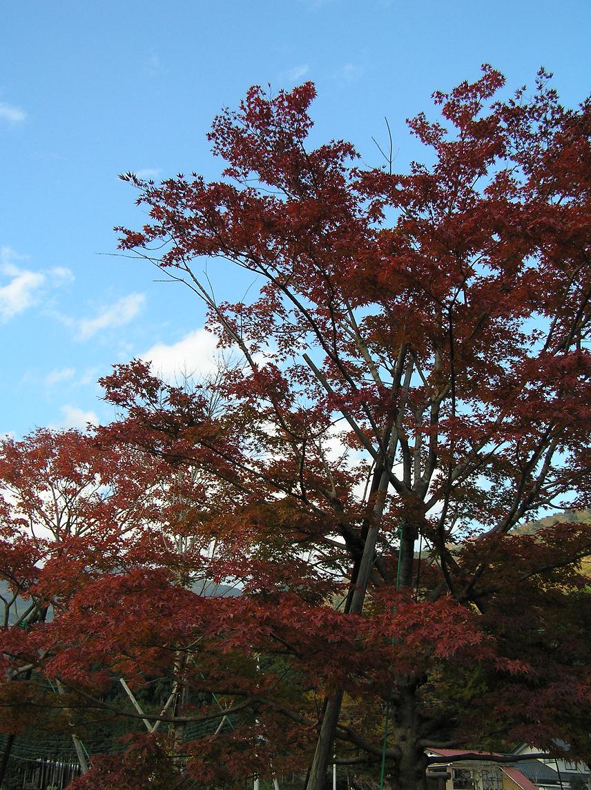 もみじ谷の紅葉－５